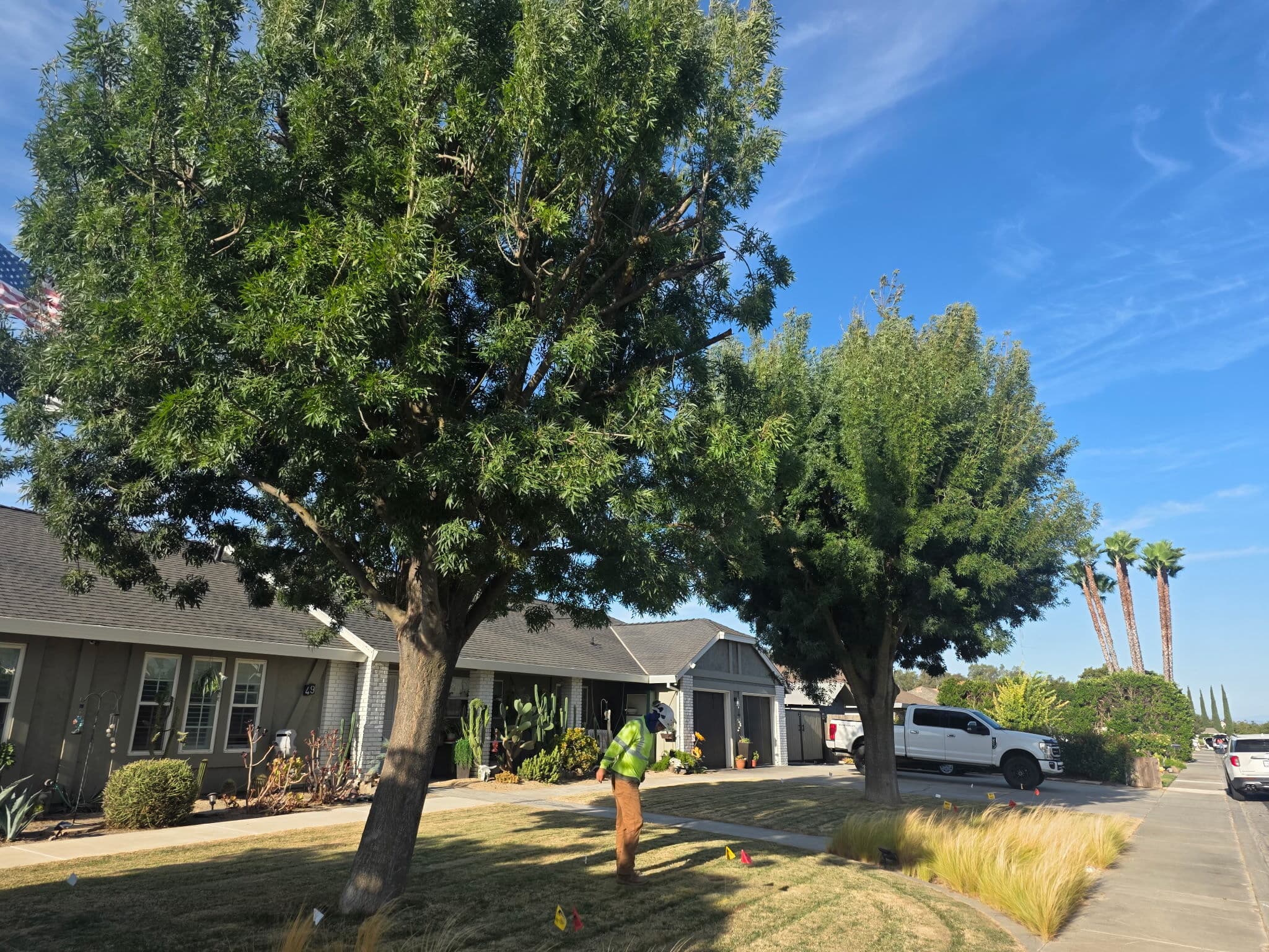 Two mature front-yard trees flagged for removal, crew member on site
