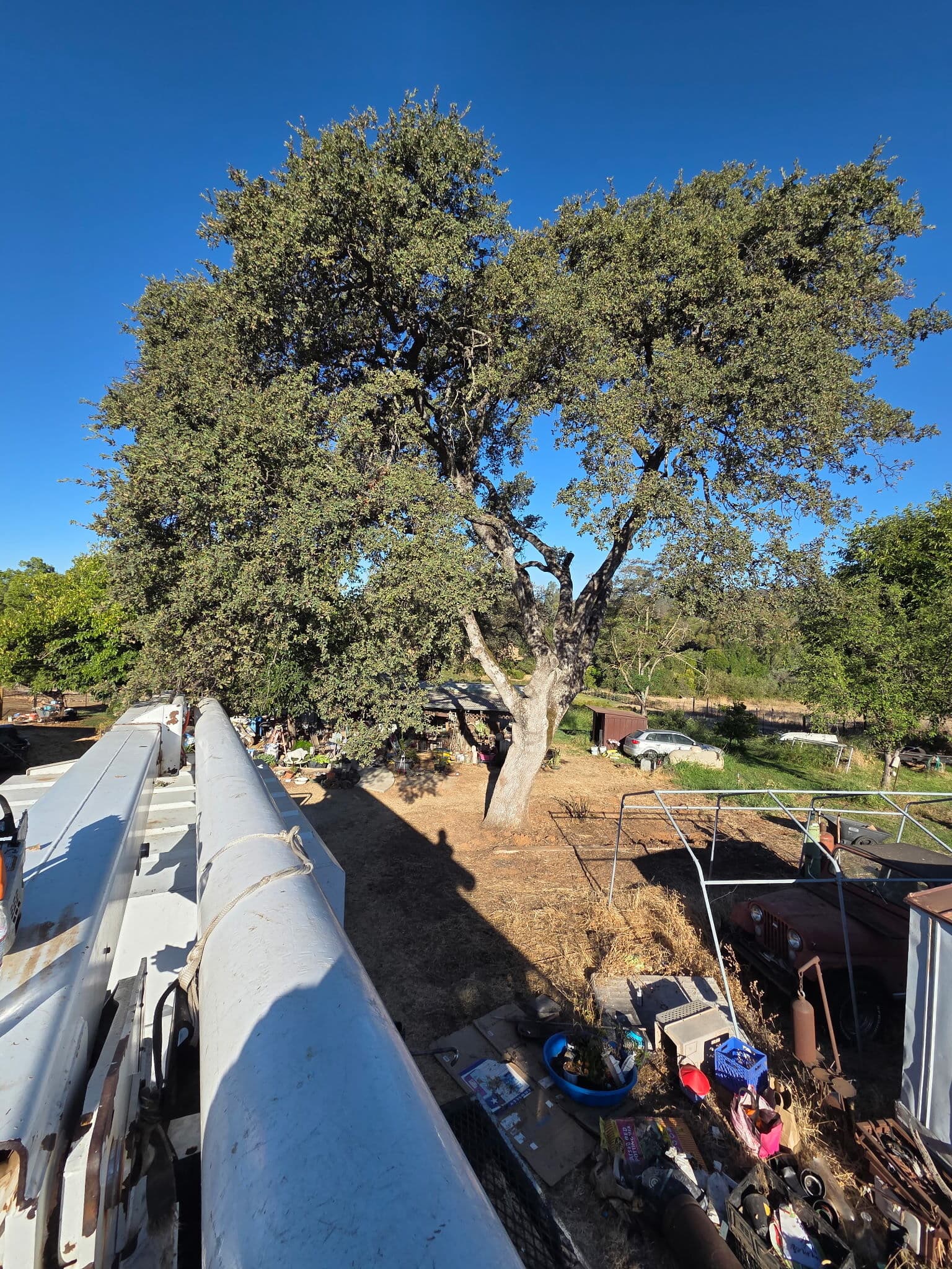 Oak canopy seen from the bucket truck before cutting begins